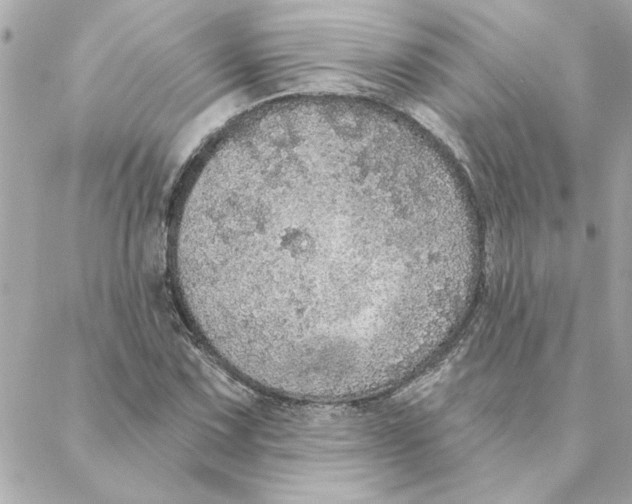 X0000088181067200706051136