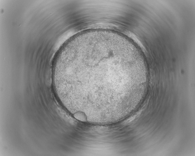 X0000088181075200706051136