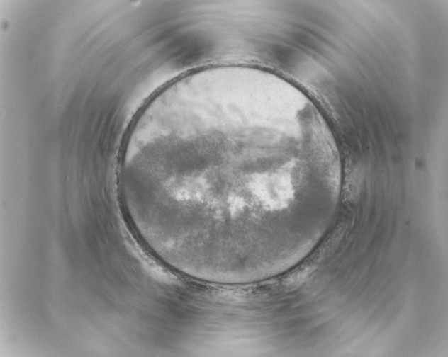 X0000088181086200706051135