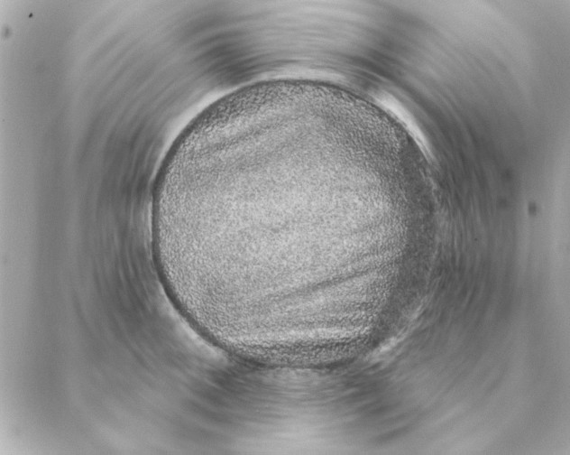 X0000088181092200706051135