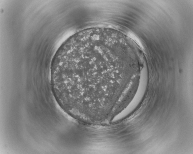 X0000088181095200706051135