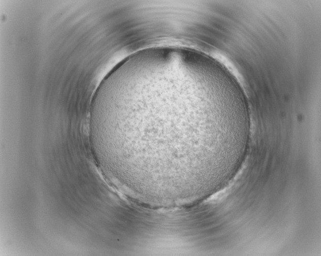 X0000088181097200706051135