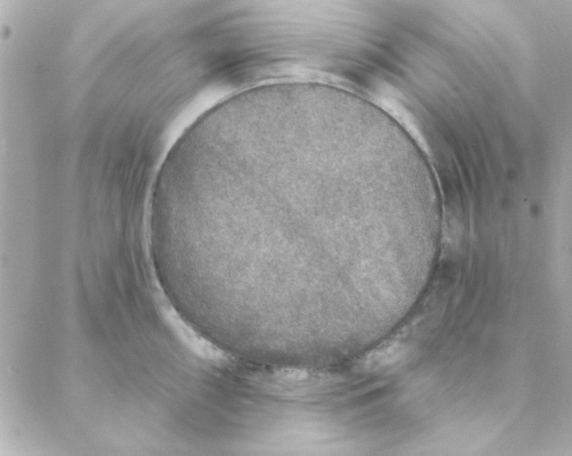 X0000088181098200706051135