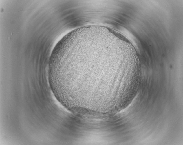 X0000088181100200706051135