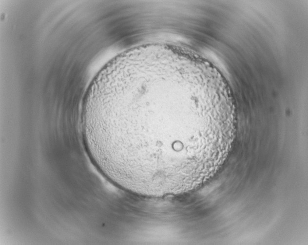 X0000088181103200706051135