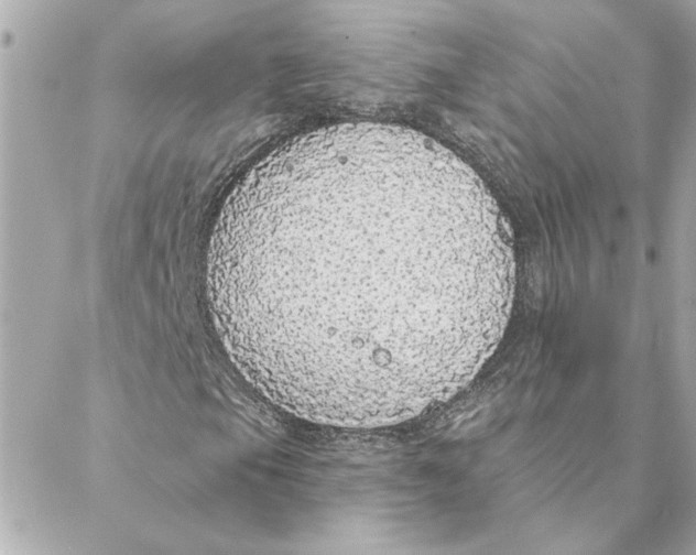 X0000088181105200706051134