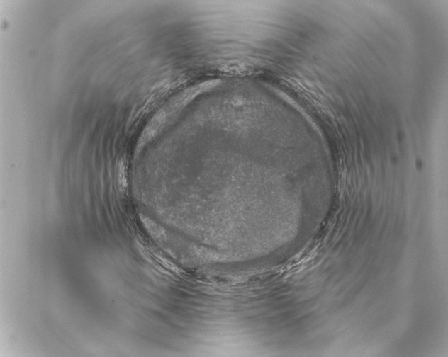 X0000088181106200706051134