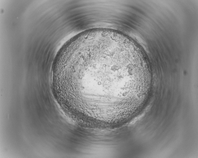 X0000088181125200706051135