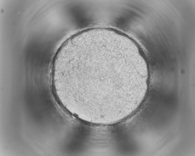 X0000088181126200706051135