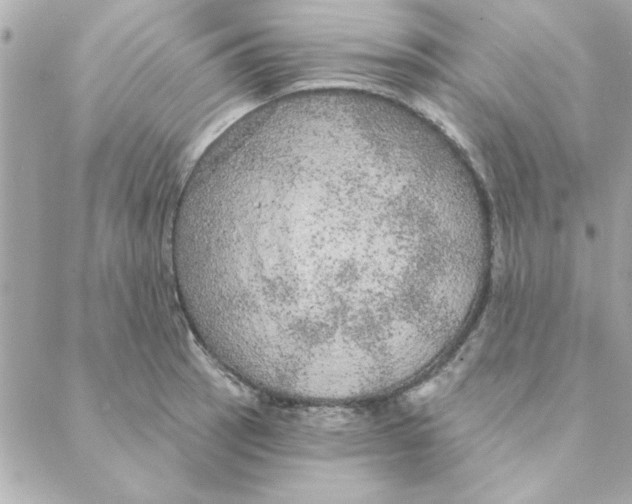 X0000088181137200706051135