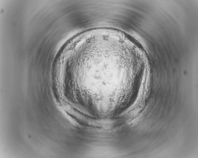 X0000088181142200706051135