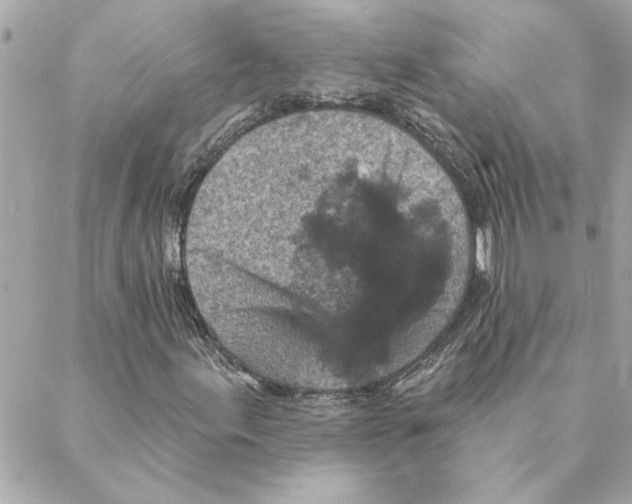 X0000088181155200706051134