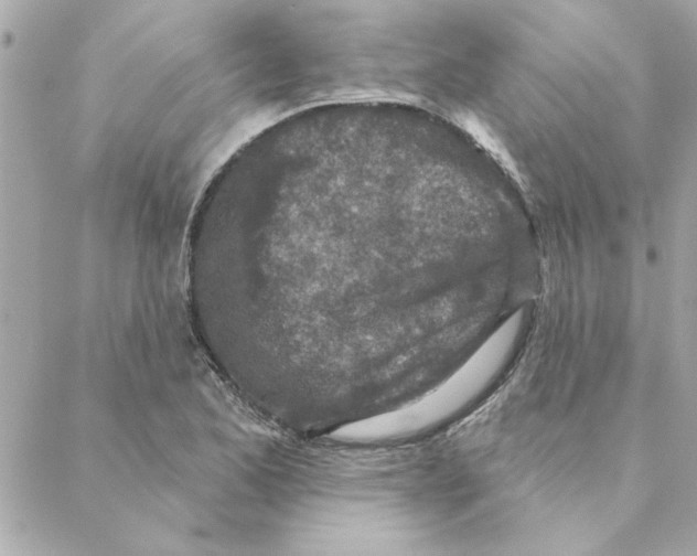 X0000088181173200706051134