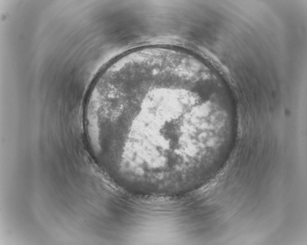 X0000088181174200706051134