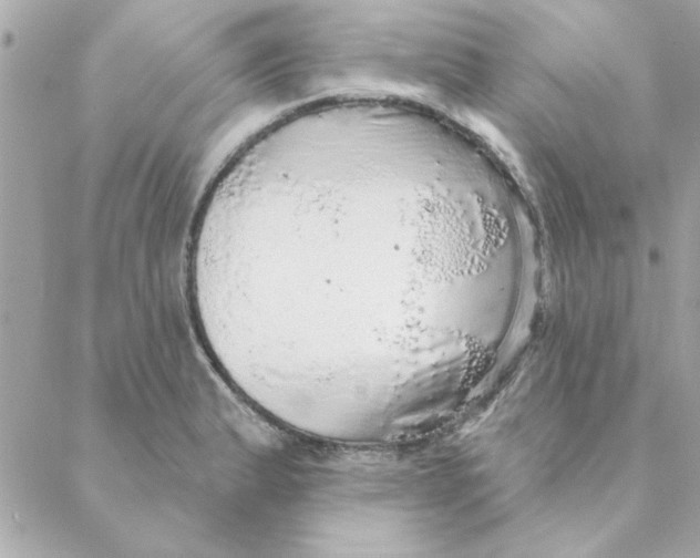 X0000088181183200706051134