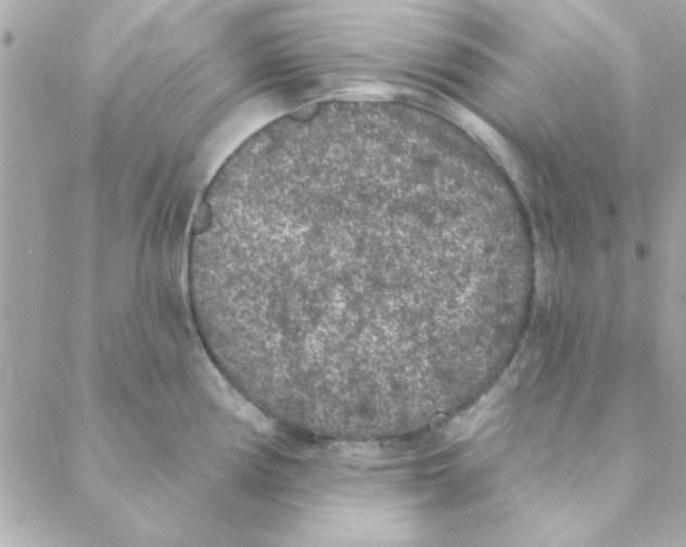 X0000088181194200706051134