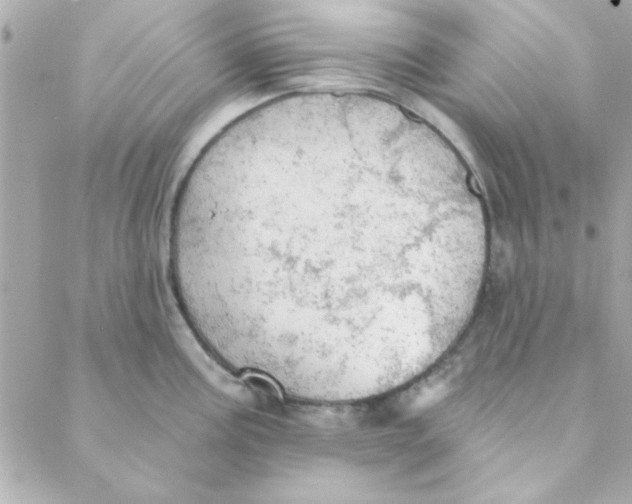 X0000088181195200706051134