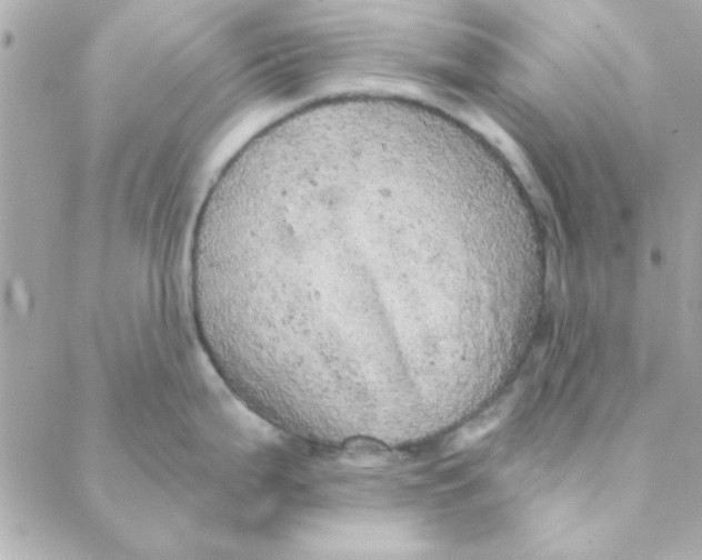 X0000088181199200706051134