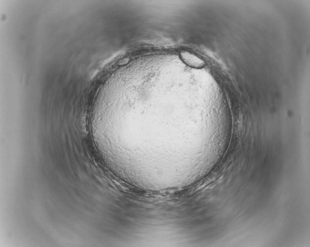 X0000088181205200706051133