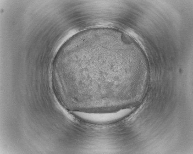 X0000088181235200706051133