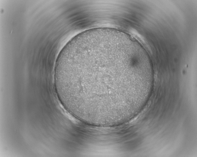 X0000088181236200706051133