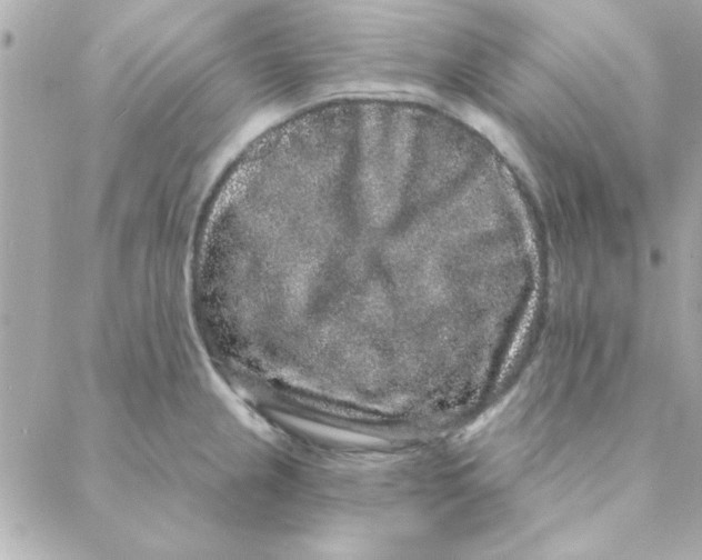 X0000088181237200706051133