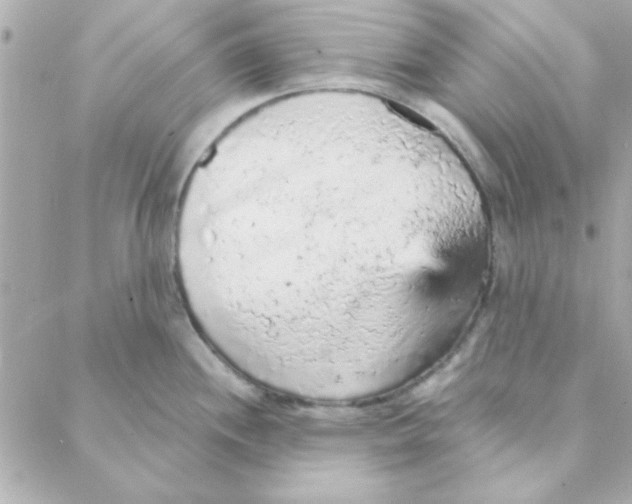 X0000088181244200706051134