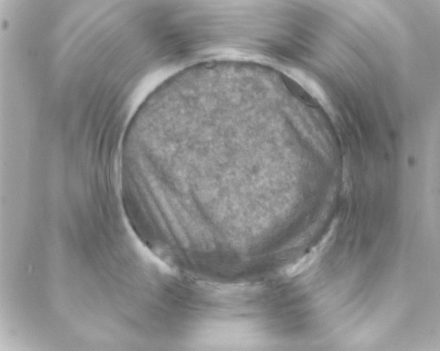 X0000088181247200706051134