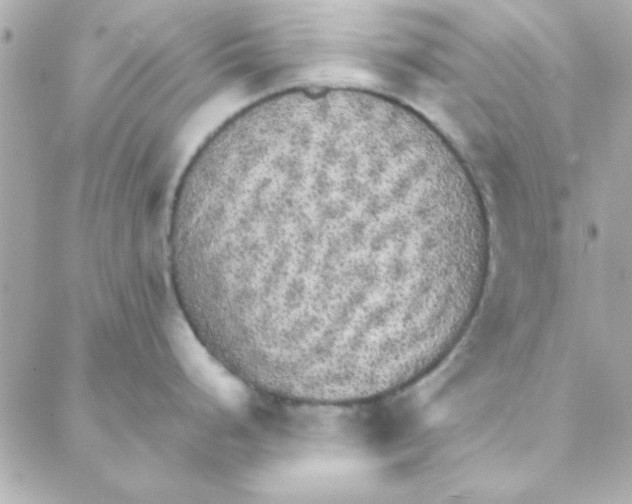 X0000088181248200706051134