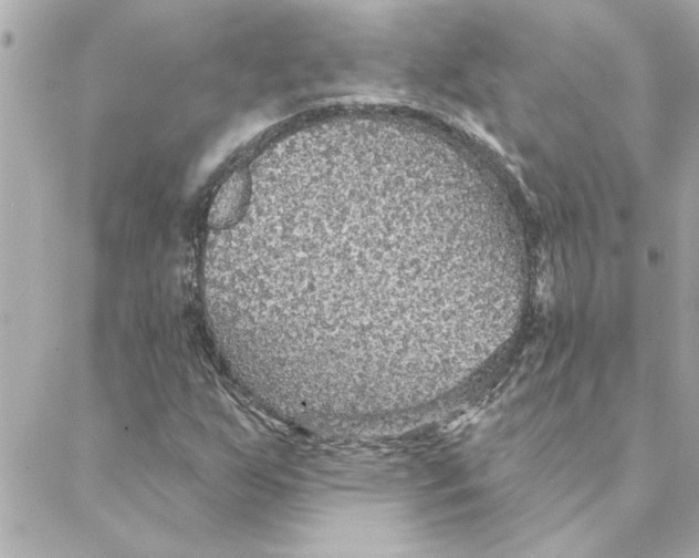 X0000088181255200706051133