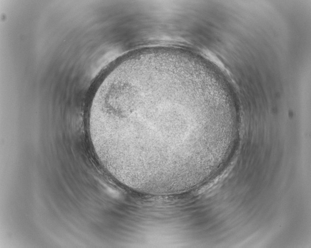 X0000088181259200706051133