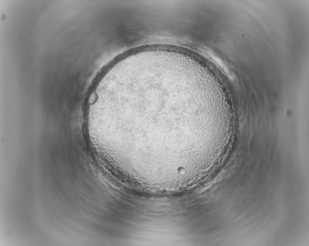 X0000088181264200706051133