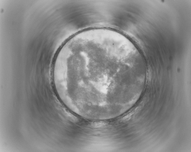 X0000088181278200706051132