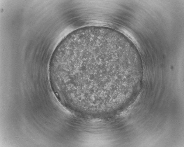 X0000088181283200706051132