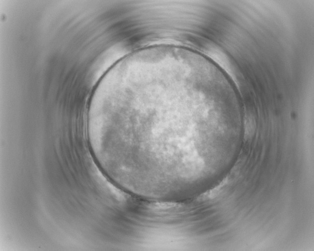 X0000088181290200706051132