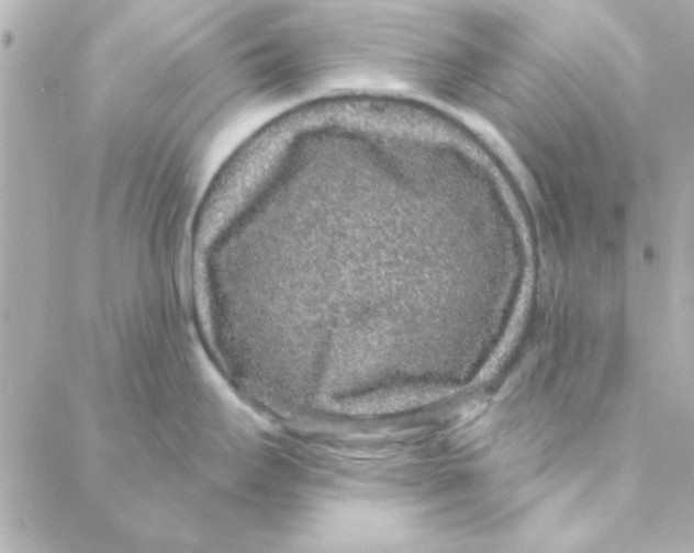 X0000088181295200706051132