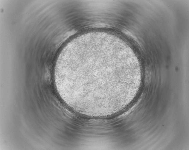 X0000088181305200706051131