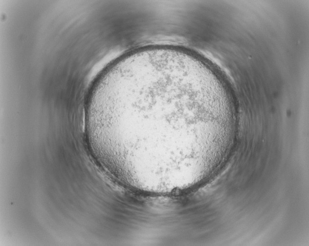 X0000088181317200706051132