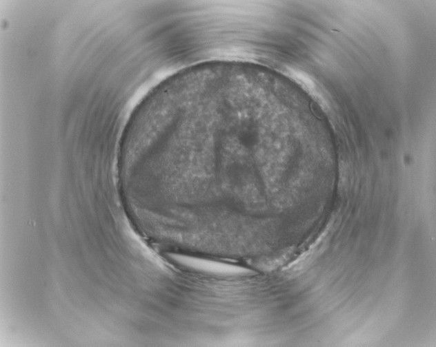 X0000088181331200706051132