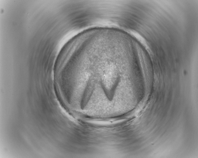 X0000088181335200706051132