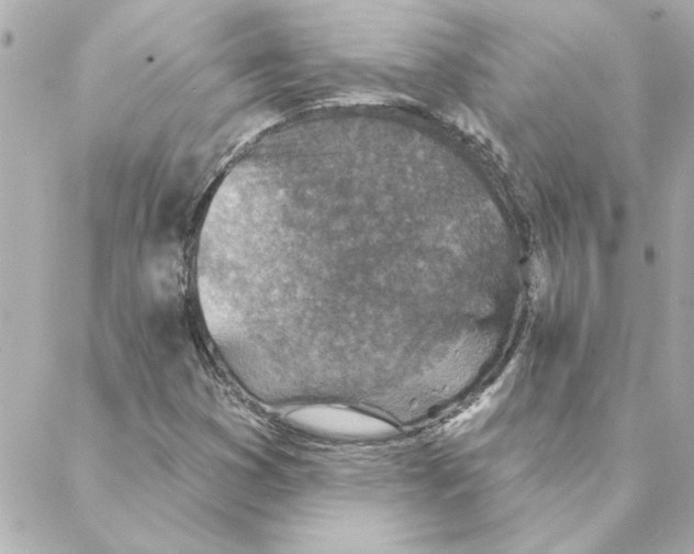 X0000088181353200706051131