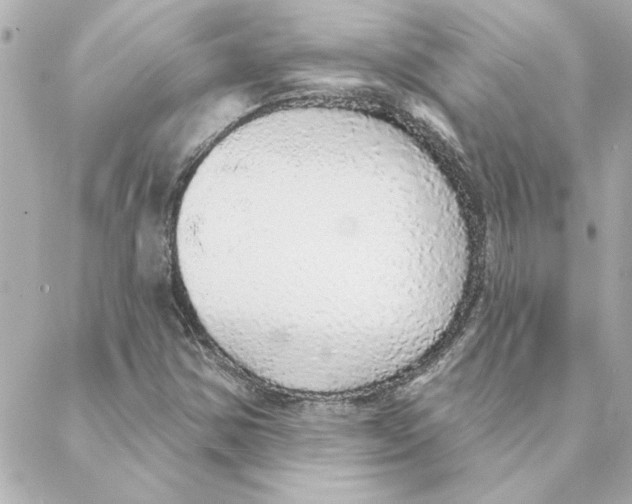 X0000088181354200706051131