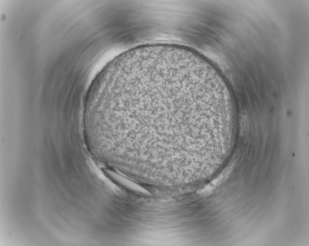 X0000088181374200706051131