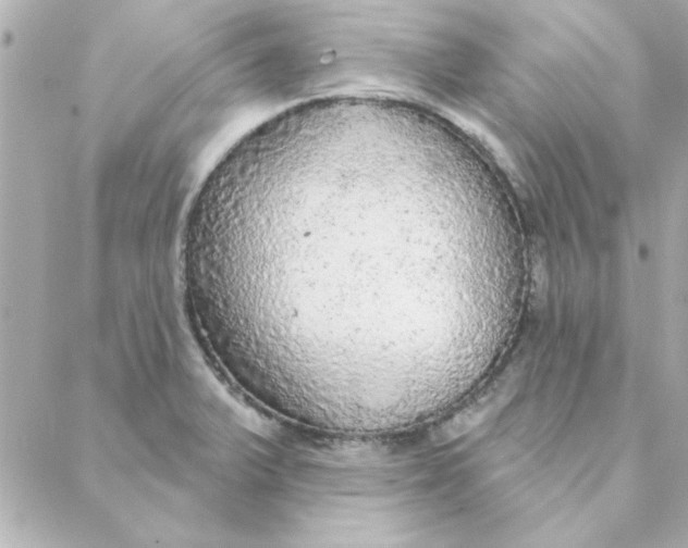 X0000088181375200706051131