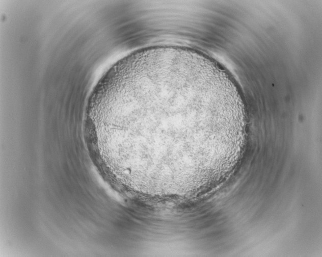 X0000088181379200706051131