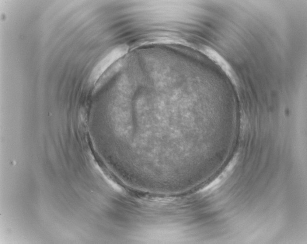 X0000088181385200706051131