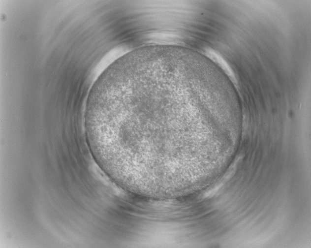 X0000088181386200706051131