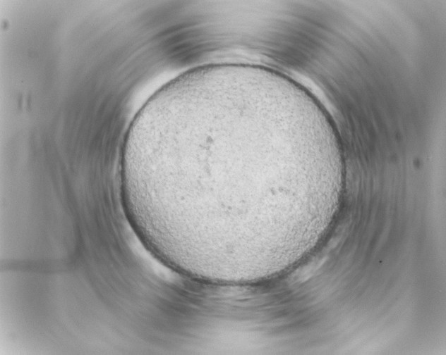 X0000088181387200706051131