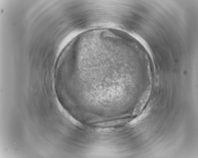 X0000088181389200706051131