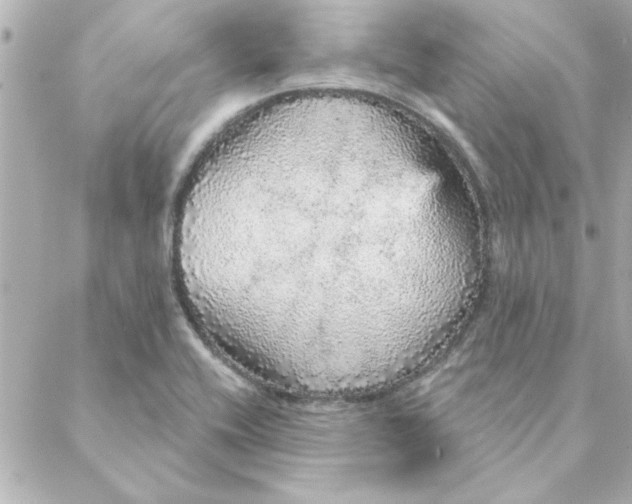 X0000088181416200706051130